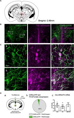 Optogenetic Activation of A11 Region Increases Motor Activity